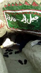 Saudi Arabia Mono Rail Project