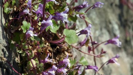 Un río romántico. El hermoso Valle del Leine