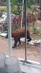 Avistamiento de oso en Nacozari