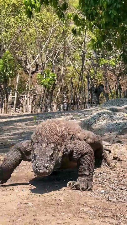 Amazing wildlife