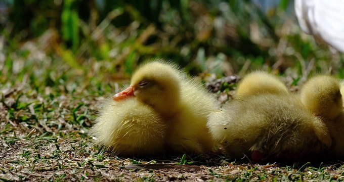 Os animais mais fofos do mundo N•130