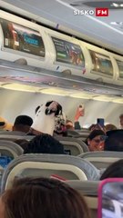 🚨✈️ Un passager peu commun repéré à bord d’un vol Mexico → Puerto Vallarta : un 🐶 dogue allemand géant s’est invité dans la cabine !