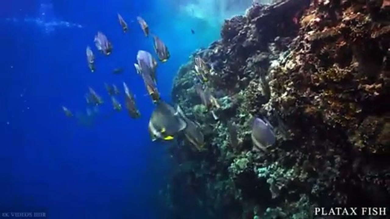 THE SEA