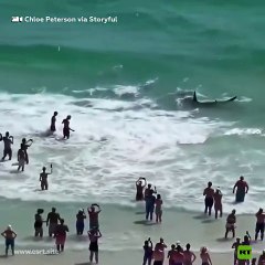 Increíbles Encuentros: Tiburones y Mantarrayas en su Hábitat Natural 🦈🌊
