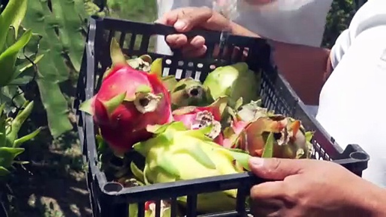 Productores del sur de México apuestan por el cultivo de la pitahaya para arraigar a la juventud