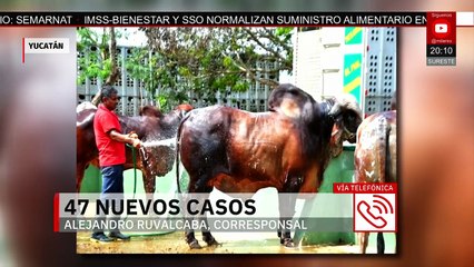 En Yucatán, gusano barrenador se extiende en 47 nuevos casos