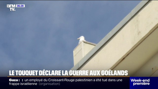 Au Touquet, des mesures prises pour limiter la présence de goélands en ville