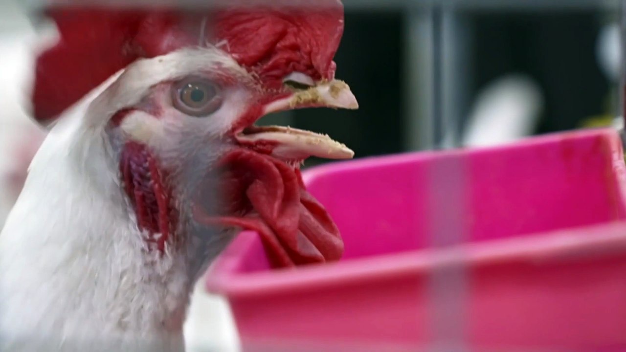 Scientist changing nutrition of hens to breed more robust chickens