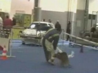 chien d inter de la police vs homme d attaque de ring niv 2