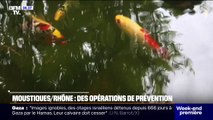 Rhône: des opérations de prévention pour limiter la présence du moustique tigre