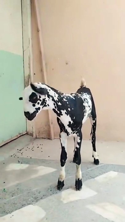 Beautiful Animals