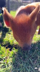 Tiny Piglet Nuzzling at St Hilda’s School Fete || #PettingZoo #CutePiglet #Piglet