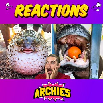 Wholesome Animal Crafts and Funny Creatures?! 🐣🐼 The Dudes REACT to the Cutest Animal Moments Ever!