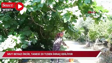 Mut beyazı incir, tanesi 20 TL'den ihraç ediliyor