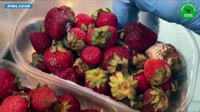 Catania, controlli nella zona di piazza Europa: scattano sanzioni, sequestri e una denuncia