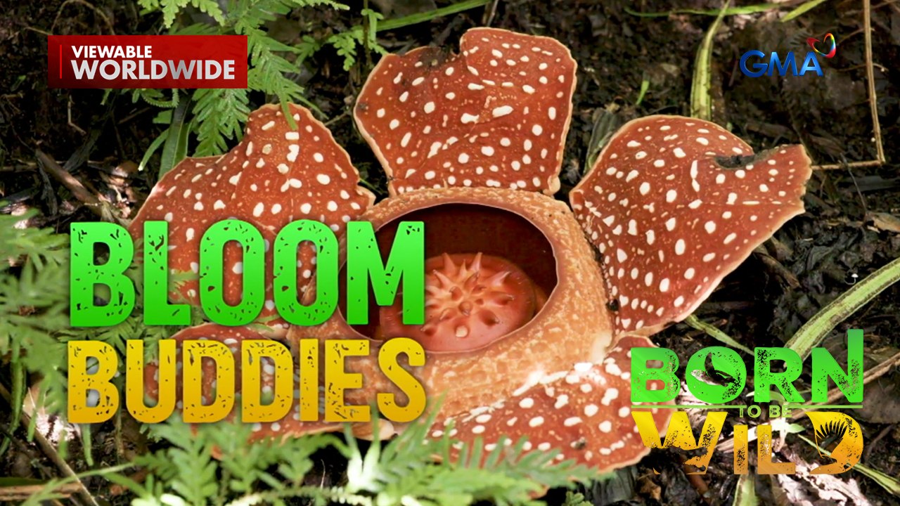 Natatanging bulaklak na Rafflesia, nasilayan sa Kalinga! | Born to Be Wild