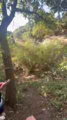 Man Falls While Swinging on Rope