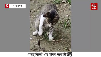 मौत को सामने देखकर भी बिल्ली को नहीं लगा डर, कोबरा के साथ हुई खतरनाक जंग, देखें वीडियो
