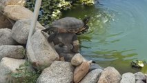 Raccoon statue becomes turtle’s favorite spot to soak in some sun