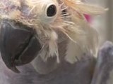 Oscar-perroquet-sans-plumes