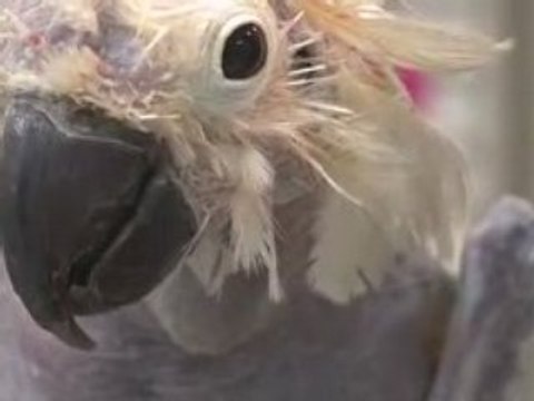 Oscar-perroquet-sans-plumes