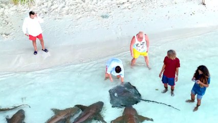 Nurse sharks visit shoreline as locals perform a feeding ritual in the morning