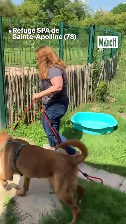 Chiens et chats abandonnés : rencontre avec les anges gardiens des animaux de compagnie