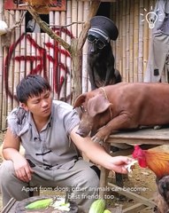 This guy makes a show out of feeding animals 🐔🐷🐶