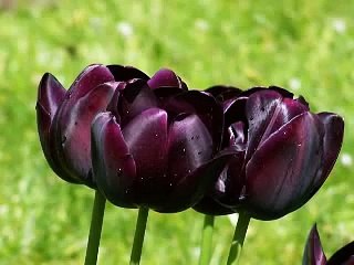 ayşe tunalı yalan gözlerin