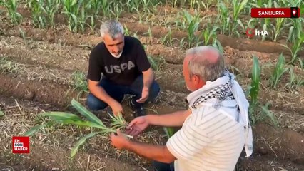 Şanlıurfa’da mısır tohumu krizi: Aynı tarlada biri büyüdü, diğeri hiç gelişmedi