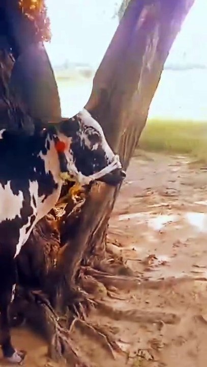 Fatehjangi Bull/Young Bull/Curent Bull/Beautiful Bull/Healthy Bull/Active Bull/Pure Breed Bull/Cute