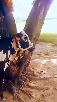 Fatehjangi Bull/Young Bull/Curent Bull/Beautiful Bull/Healthy Bull/Active Bull/Pure Breed Bull/Cute