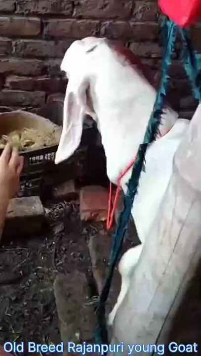 Old Breed Rajanpuri Goat
