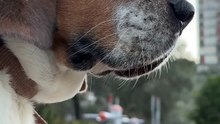 Os animais mais fofos do mundo N•133