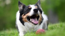 Os animais mais fofos do mundo  n•105