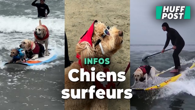 Ces Mondiaux de surf pour chiens prouvent qu’il n’y a pas que les humains qui savent prendre des vagues