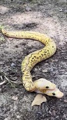 A rare two-headed Ball Python