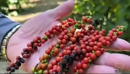 GLOBO RURAL 03.08.2025