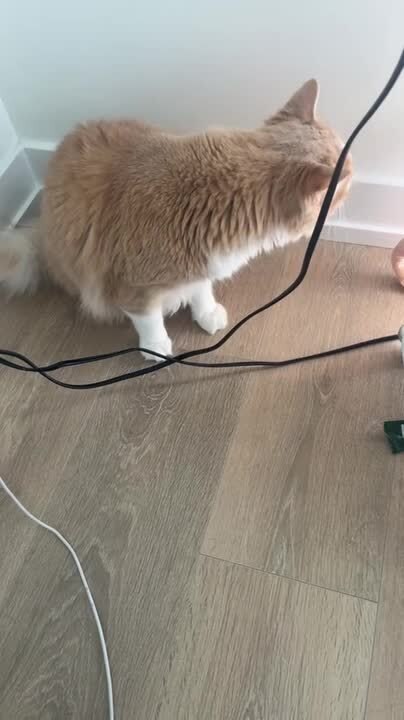 Cat Gets Startled and Jumps When Owner Makes Sudden Sounds