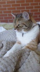 Have You Seen The Beauty Queen? #cat #beauty #shorts #fyp #funnycats #viralcats