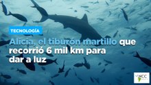Alicia, el tiburón martillo que recorrió 6 mil km para dar a luz