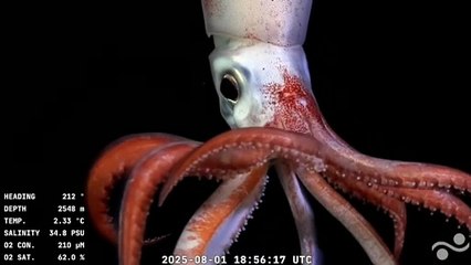 Belleza escondida a 4 mil metros: Expedición científica submarina reaviva debate por recortes a la ciencia en Argentina