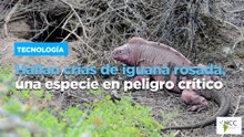 Hallan crías de iguana rosada, una especie en peligro crítico