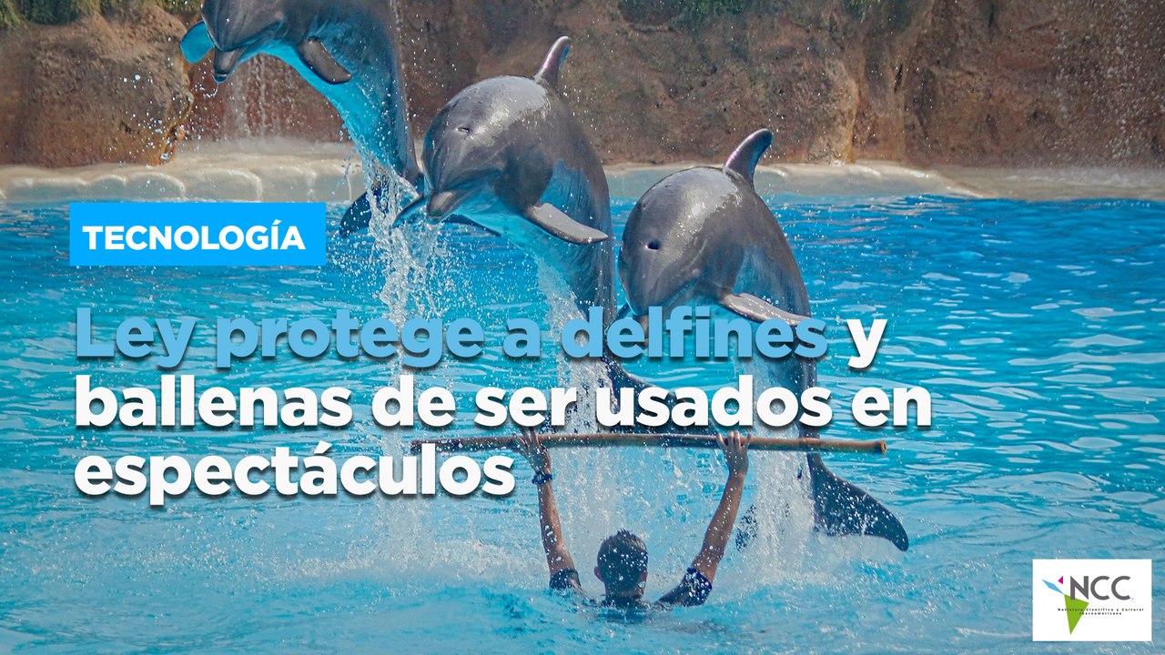 Ley protege a delfines y ballenas de ser usados en espectáculos