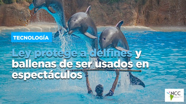 Ley protege a delfines y ballenas de ser usados en espectáculos