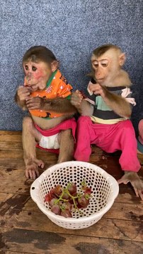 baby monkey 🐒 eating fruit