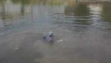 Modified beaver