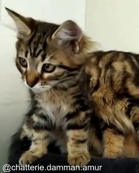 Chats Qui Détruisent le Canapé (en Toute Mignonnerie)_1753207802