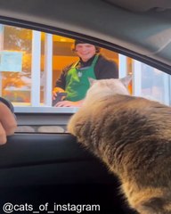 Chats Qui Font des Expériences Hilarantes_1753522269