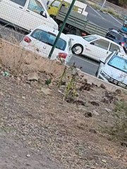Plaga de ratas en La Paterna (Las Palmas de Gran Canaria)
